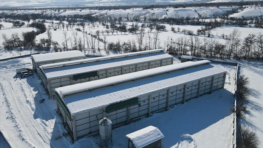 Erzincan'da devlet desteğiyle kurulan modern çiftlikte bölge illerinin yumurta ihtiyacı karşılanıyor