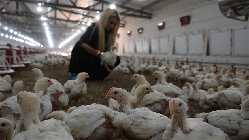 Kadın girişimcinin tavuk çiftliği kurma hayali devlet desteğiyle gerçeğe dönüştü 