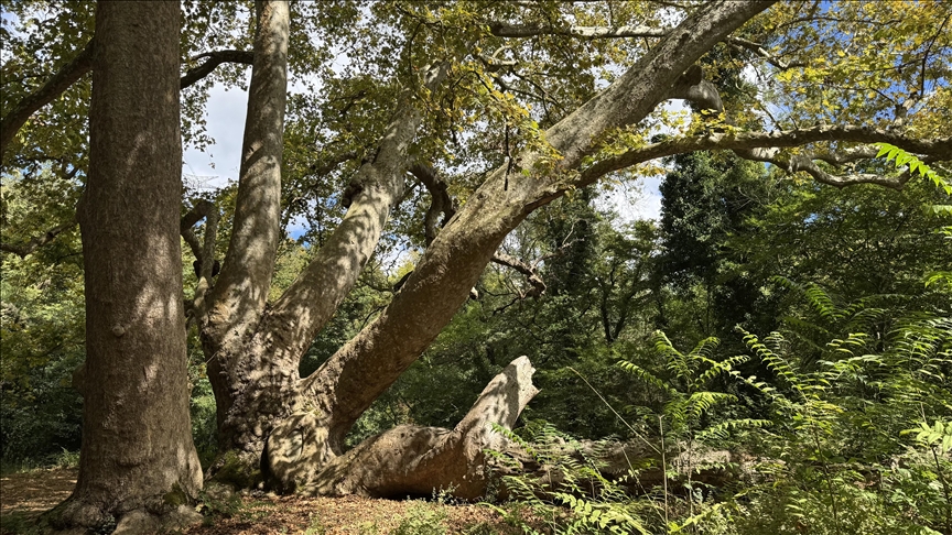 Une militante kenyane pour le climat bat le record du monde en embrassant un arbre pendant 72 heures