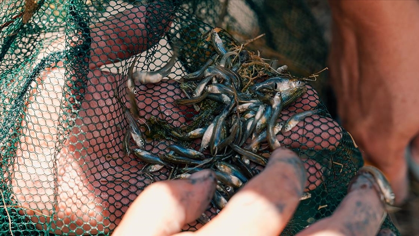 Nesli tükenme tehlikesi altındaki dişli sazancık balığı İstanbul Akvaryum'da koruma altında