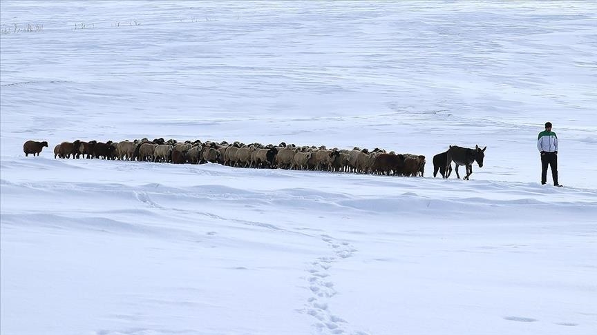 Li Agiriya ku zivistan bi zehmet derbas dibe, xwedîkirina heywanan jî bi zehmet e