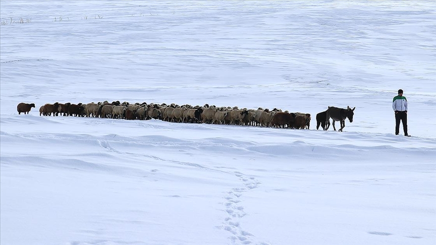 Kışın zorlu geçtiği Ağrı'da hayvanların bakımı da güçlükle yapılıyor