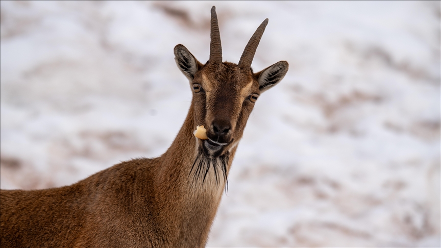 Adıyaman'da yaban keçileri karlı bölgede yiyecek ararken görüntülendi