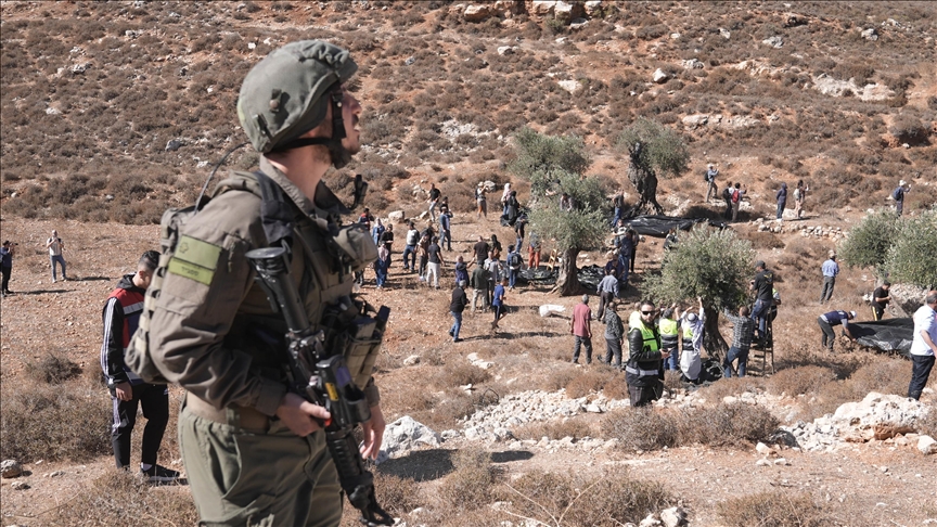 إسرائيل تتلف مئات أشجار الزيتون وتوقف بناء 20 منزلا فلسطينيا بالضفة