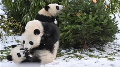 Japan vraća posljednje dvije pande Kini usred sukoba oko Tajvana