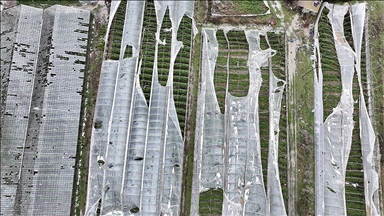Muğla'da hortumun zarar verdiği seralarda hasar tespit çalışmaları başladı