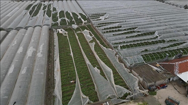 Bakan Yumaklı'dan Antalya'daki sel ve hortumdan etkilenen üreticilere ilişkin açıklama