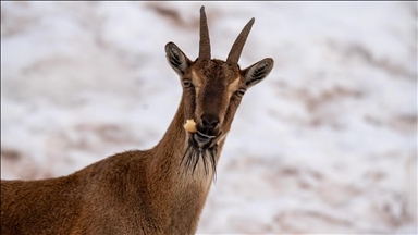 Li Adiyemanê pezkoviyên ku di nava berfê da li çêre û xwarinê digeriyan hatin dîtin