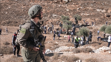 إسرائيل تتلف مئات أشجار الزيتون وتوقف بناء 20 منزلا فلسطينيا بالضفة