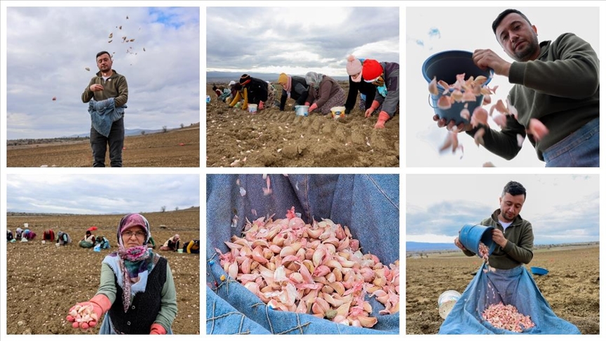Kastamonu'da, Avrupa coğrafi işaretli Taşköprü sarımsağının dikimine başlandı