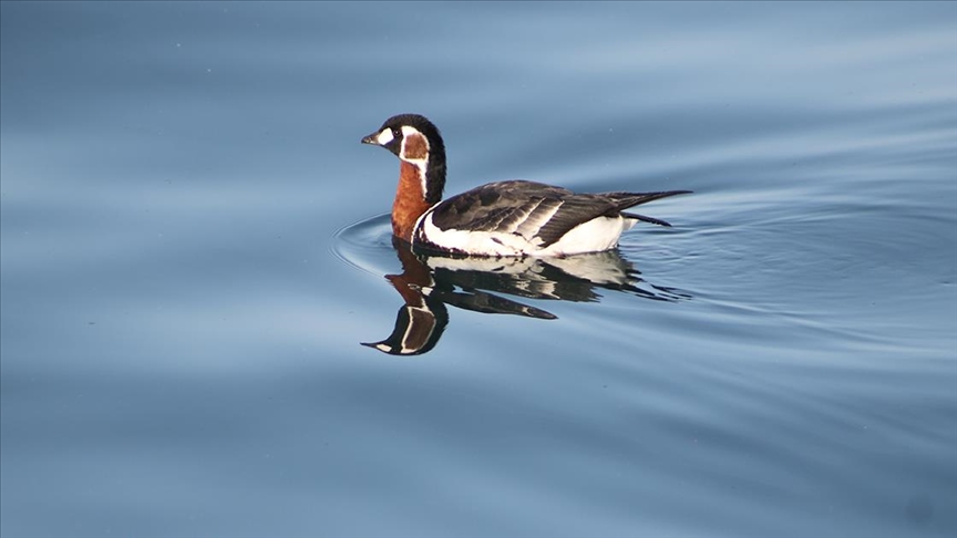 Rize'de Sibirya kazı görüntülendi