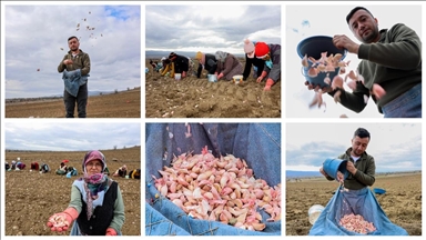 Kastamonu'da, Avrupa coğrafi işaretli Taşköprü sarımsağının dikimine başlandı