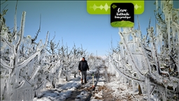 İklim krizi meyve üretimini nasıl etkiliyor?