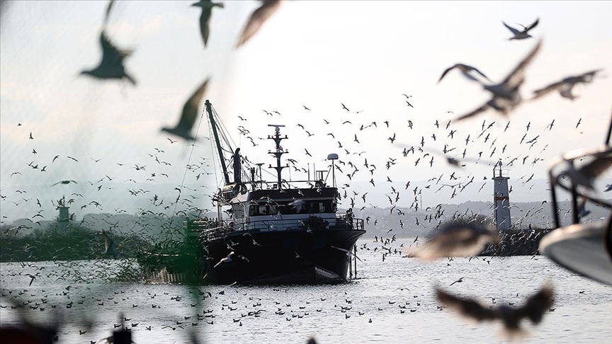 İğneada'da martılar balıkçı teknelerinin peşini bırakmıyor
