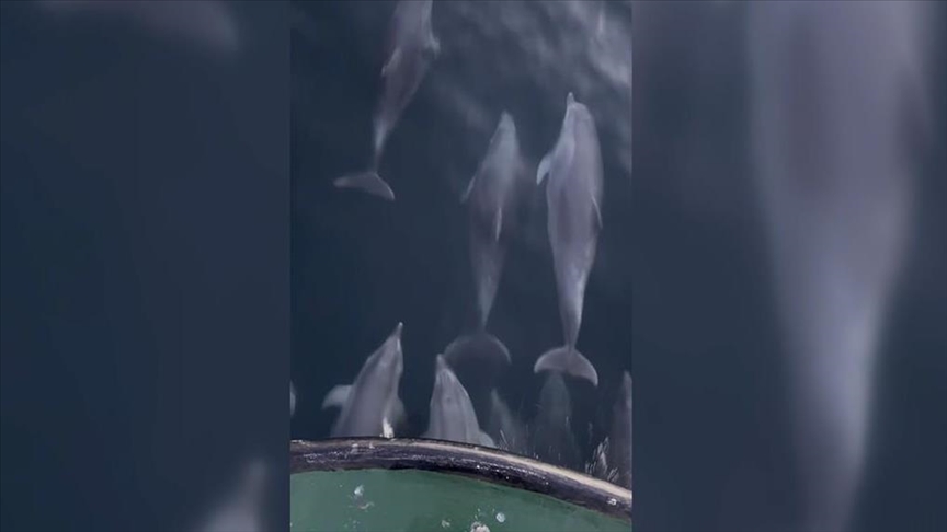 Samsun'da balıkçı teknesine eşlik eden yunuslar kamerada