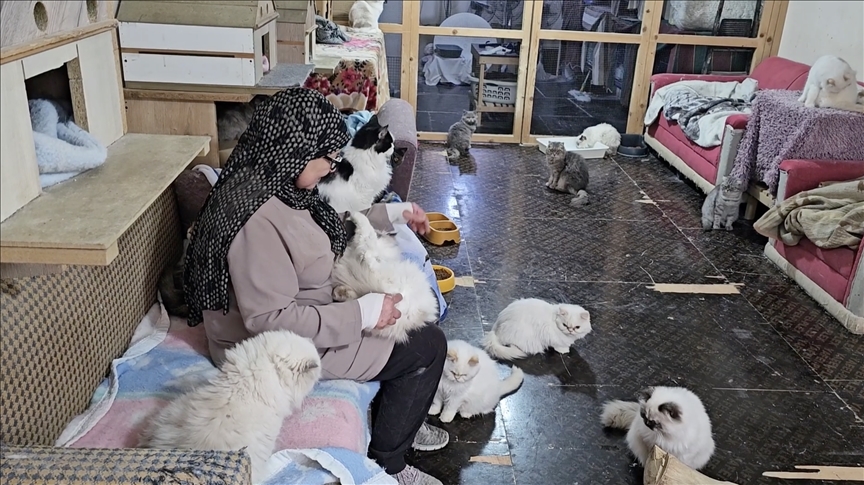 رحمة ورأفة.. لبنانية تعتني بـ 70 قطة في منزلها ومتجرها (تقرير)