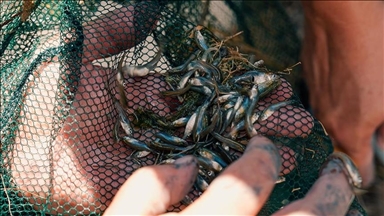 Од езерото Аџиѓол до Истанбулскиот аквариум: Нова надеж за критично загрозената риба зракоперка