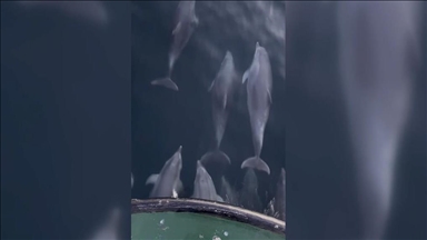 Samsun'da balıkçı teknesine eşlik eden yunuslar kamerada