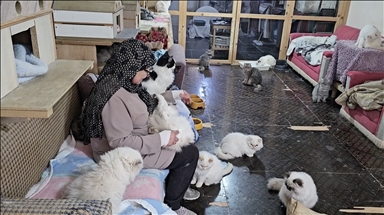 رحمة ورأفة.. لبنانية تعتني بـ 70 قطة في منزلها ومتجرها 