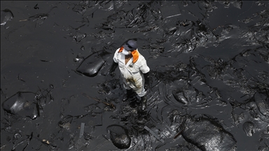 France / Finistère : des oiseaux mazoutés, 26 ans après le naufrage de l’Erika