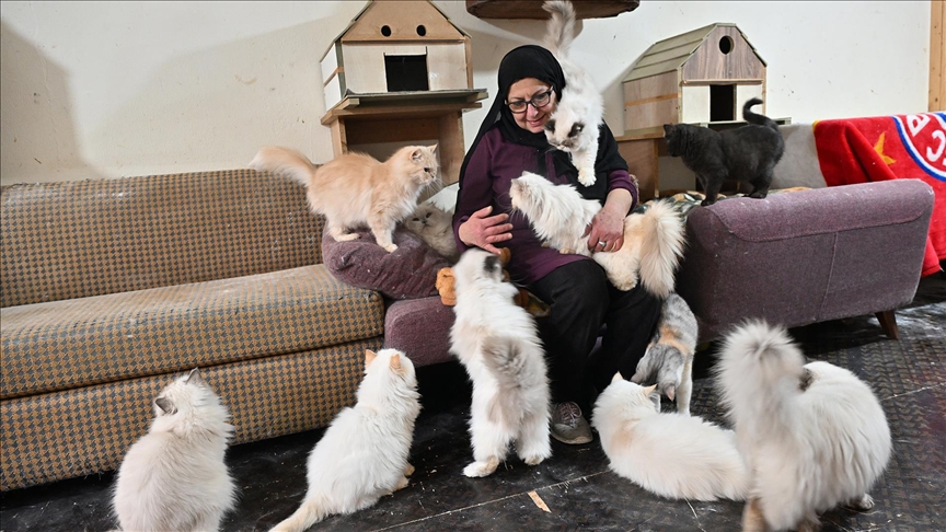 Lübnanlı hayvansever, tüm zorluklara rağmen 70 sahipsiz kediye sevgi ve şefkatle bakıyor