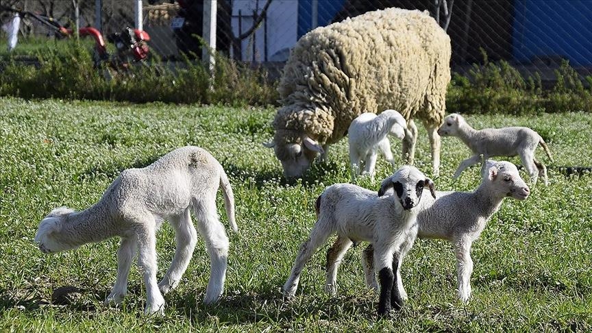 Kosovë, ndalohet importi i deleve dhe dhive nga Maqedonia e Veriut