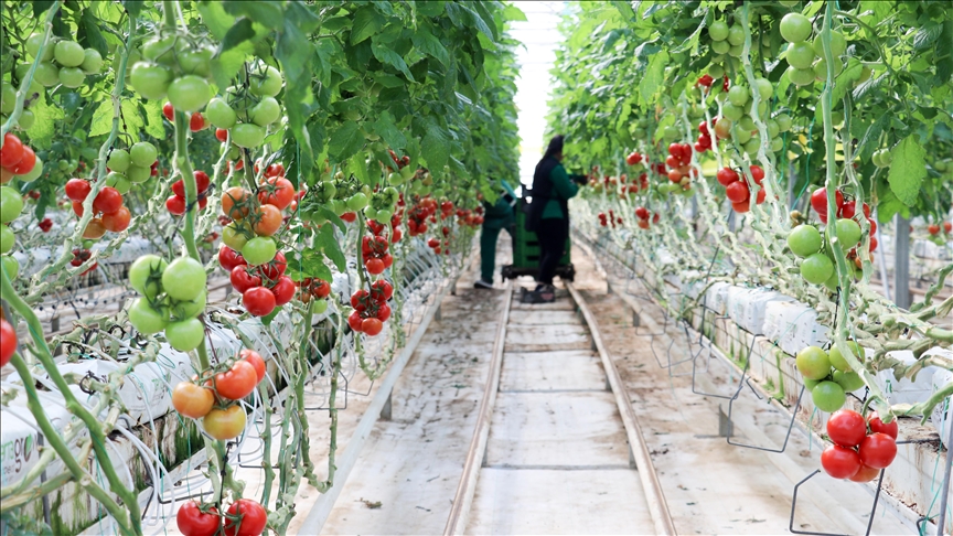 Оранжерии со геотермално затоплување во источна Турција ѝ пркосат на суровата зима