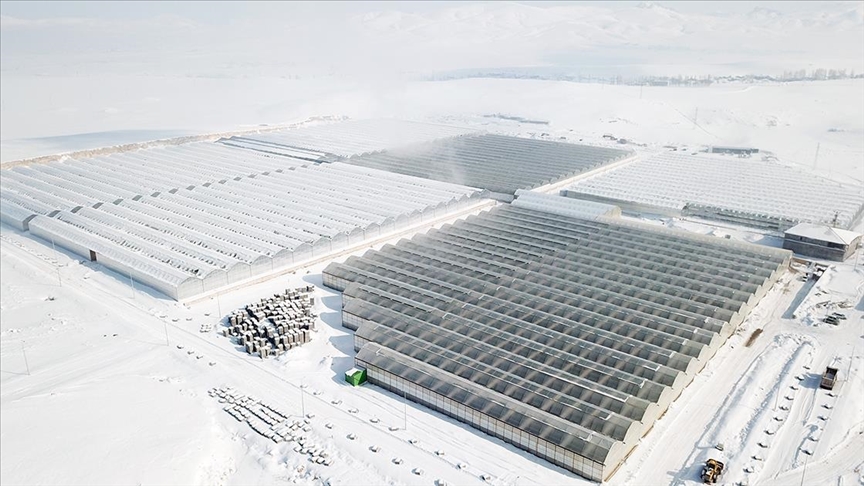 Ağrı'da dondurucu soğuklarda termal suyla ısıtılan seralarda her mevsim domates üretiliyor