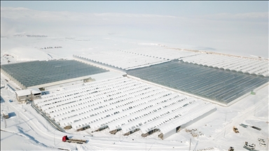 Li Agiriyê, di serayên ku bi ava termal têne germ kirin da her demsalê bacan tên hilberandin