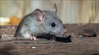 İspanya'da araştırmacılar farelerde pankreas kanserini tedavi etti