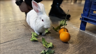Спасено од устата на мачка, зајачето Буцко стана маскота на кафуле во Турција