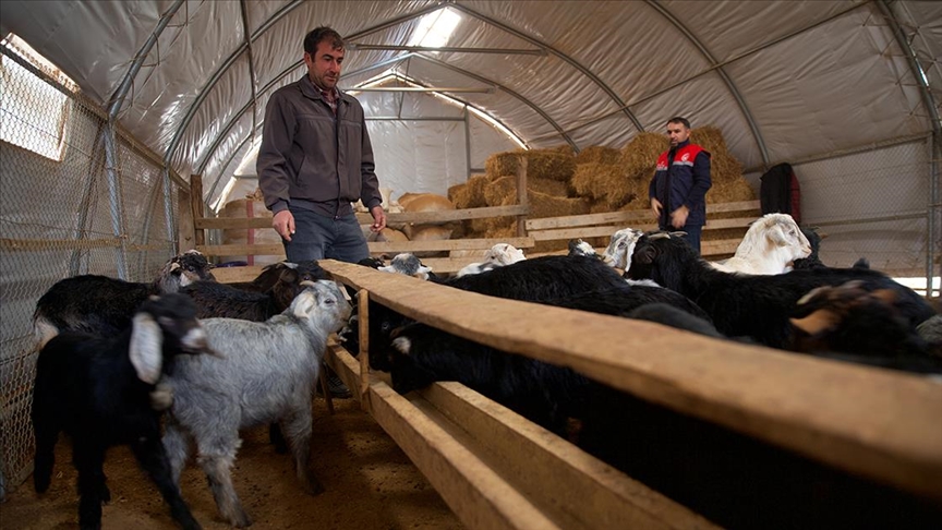 Depremde ahırı yıkılan küçükbaş yetiştiricisi devlet desteğiyle üretime döndü