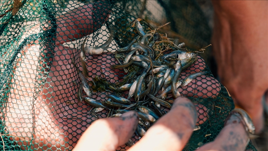 Krapi i rrezikuar është nën mbrojtje në Akuariumin e Stambollit