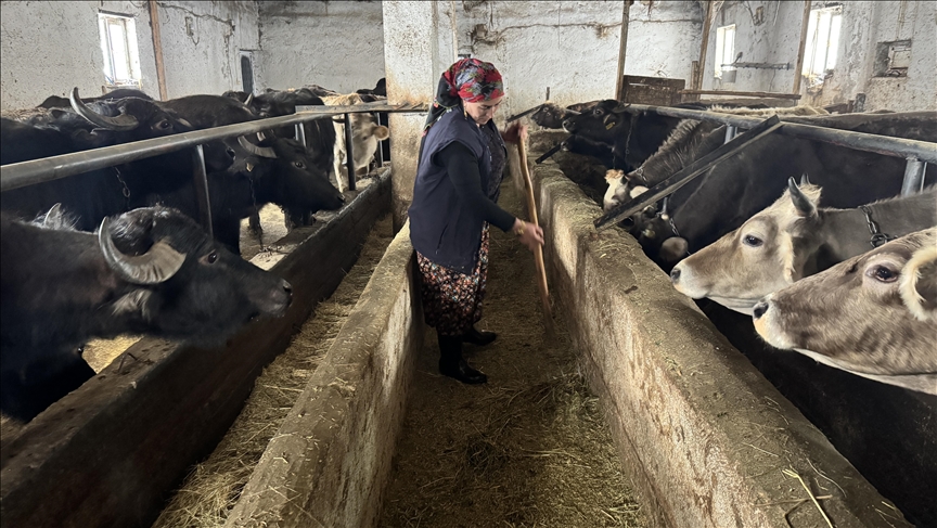 Hakkarili kadın girişimci devlet desteğiyle manda sayısını 20'ye çıkardı