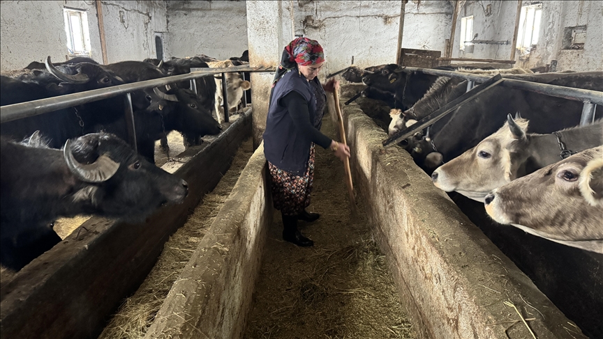 Jineke karsaz ji Hekariyê bi piştgiriya dewletê hejmara gamêşên xwe derxist 20an