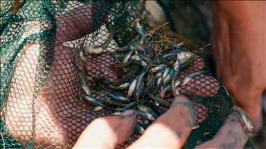 Krapi i rrezikuar është nën mbrojtje në Akuariumin e Stambollit