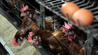 Ticari etlik ve yumurtacı kanatlı işletmelerinin teknik ve sağlık şartları belirlendi