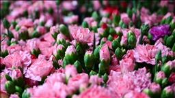 Türkiye'den 2025'te 83 ülkeye çiçek ihracatı yapıldı