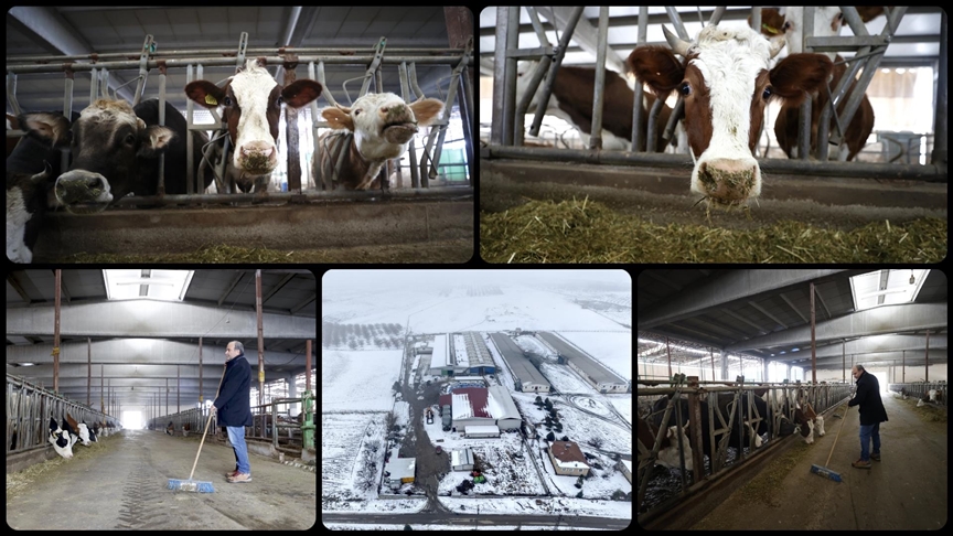 Depremlerde hayvanları telef olan besici işletmesini devlet desteğiyle ayakta tuttu