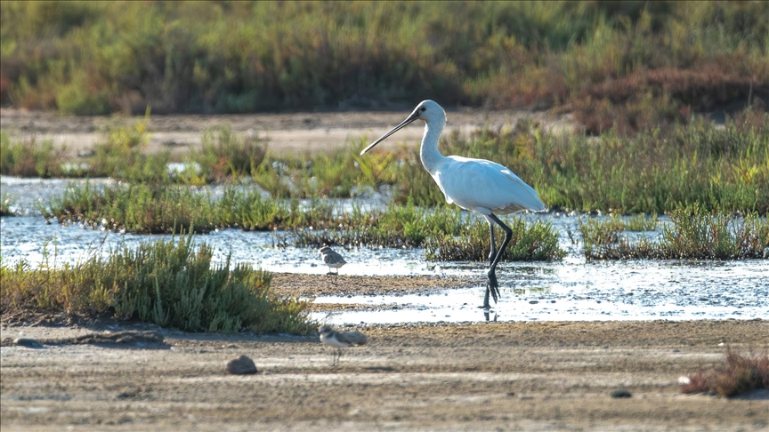 Adana, Hatay, Mersin, Kayseri, Osmaniye ve Niğde'de 287 bin 254 su kuşu sayıldı