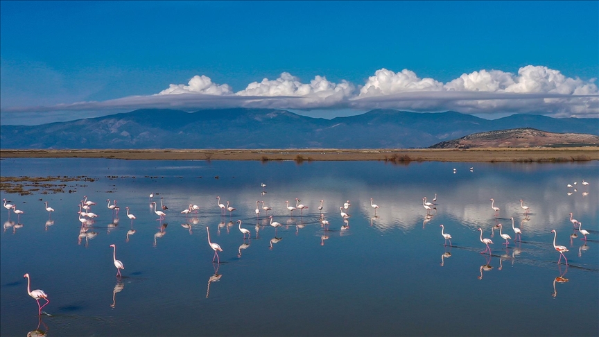 Büyük Menderes Deltası, sulak alanlarıyla yaban hayatına can veriyor