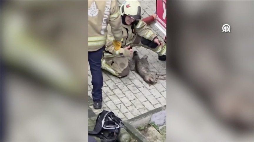 İtfaiye ekibi yangından kurtardığı kediyi kalp masajıyla hayata döndürdü