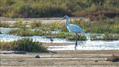 Adana, Hatay, Mersin, Kayseri, Osmaniye ve Niğde'de 287 bin 254 su kuşu sayıldı