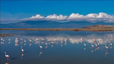 Büyük Menderes Deltası, sulak alanlarıyla yaban hayatına can veriyor