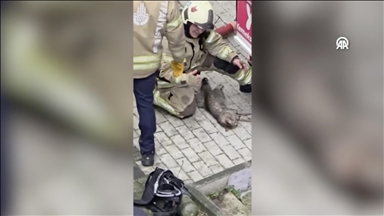 İtfaiye ekibi yangından kurtardığı kediyi kalp masajıyla hayata döndürdü