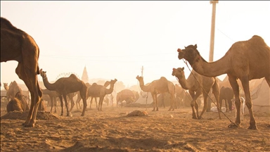 Australia culls hundreds of camels amid dry spell