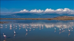 Büyük Menderes Deltası, sulak alanlarıyla yaban hayatına can veriyor