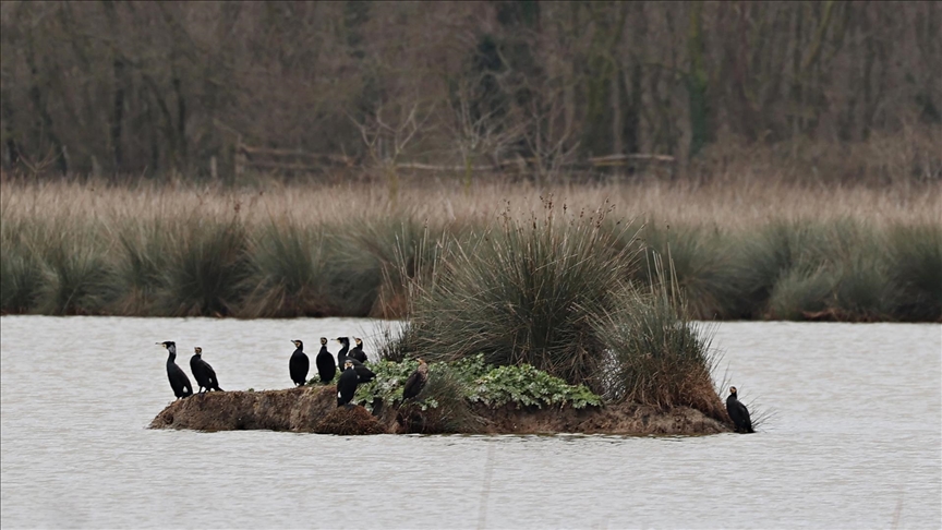 Kızılırmak Deltası zengin biyoçeşitliliği ile farklı türlere ev sahipliği yapıyor