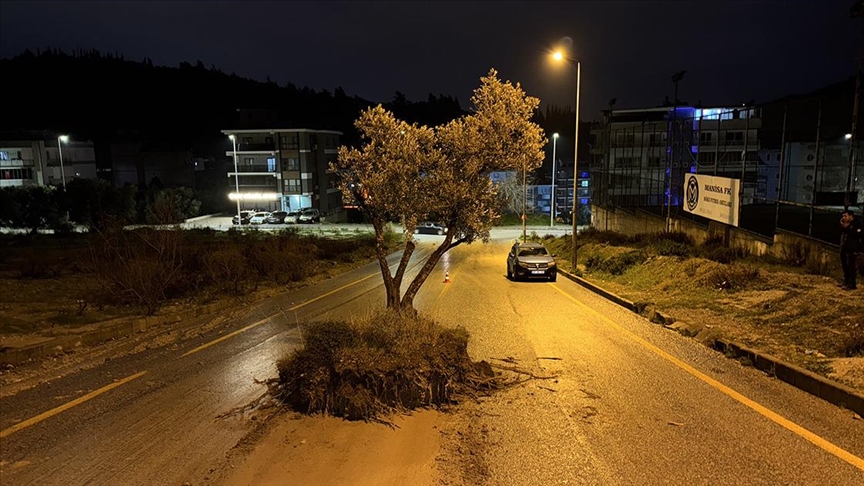 Aydın'da sel suları zeytin ağacını kökünden söktü