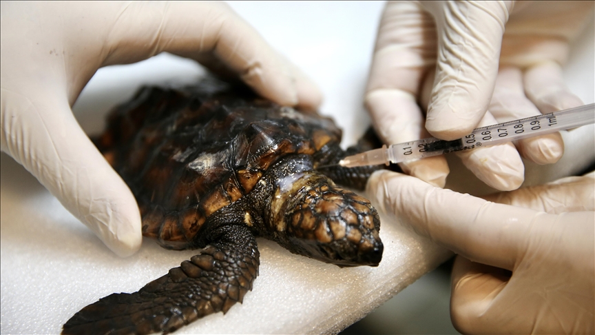 Yaralı bulunan caretta caretta yavrusu "Arda"nın iyileşmesi için yoğun mesai harcıyorlar